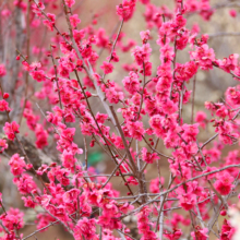 宝登山梅百花園の画像