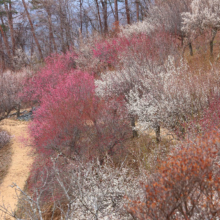 宝登山梅百花園の画像