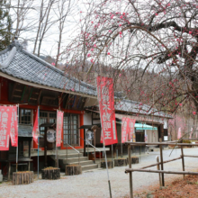 不動寺しだれ梅の画像