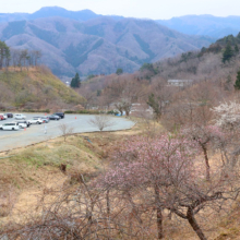 不動寺しだれ梅の画像