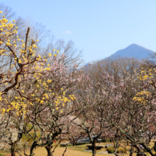 秩父ミューズパーク 梅園の画像