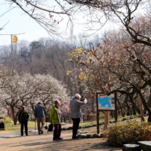 秩父ミューズパーク 梅園の画像