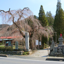 法善寺のしだれ桜の画像