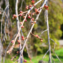 法善寺のしだれ桜の画像