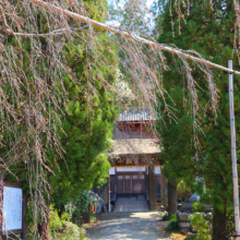 法善寺のしだれ桜の画像