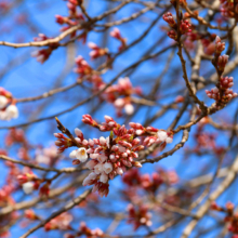 春日神社鳥居前の桜の画像