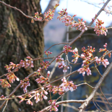 春日神社鳥居前の桜の画像