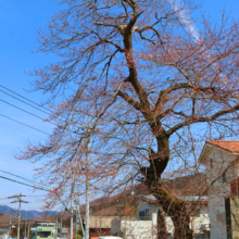 春日神社鳥居前の桜の画像