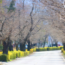 長瀞北桜通りの画像