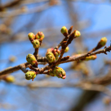 長瀞北桜通りの画像