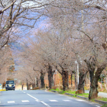 長瀞北桜通りの画像