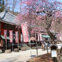 不動寺しだれ梅園