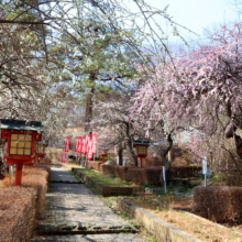 不動寺しだれ梅園