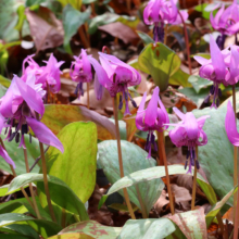 白砂公園カタクリの画像