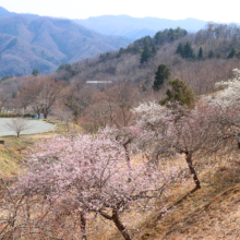 不動寺しだれ梅園