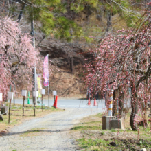 不動寺しだれ梅園