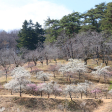 不動寺しだれ梅園