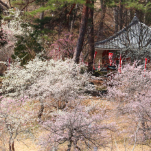 不動寺しだれ梅園