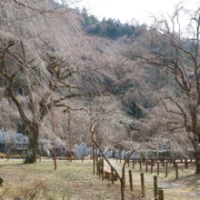 清雲寺のしだれ桜の画像