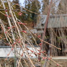 清雲寺のしだれ桜の画像