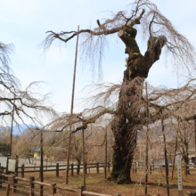 清雲寺のしだれ桜の画像