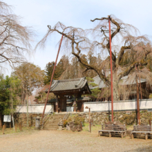 清雲寺のしだれ桜の画像