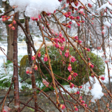 法善寺のしだれ桜の画像