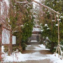 法善寺のしだれ桜の画像