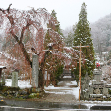 法善寺のしだれ桜の画像