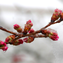 岩田桜の画像