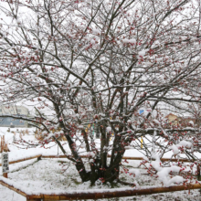 岩田桜の画像