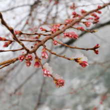 岩田桜の画像