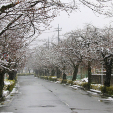 北桜通りの画像