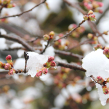 北桜通りの画像