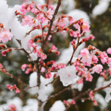 寶登山神社伊奈桜の画像