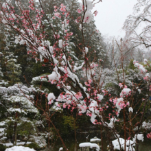 寶登山神社伊奈桜の画像