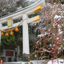 寶登山神社桜の画像