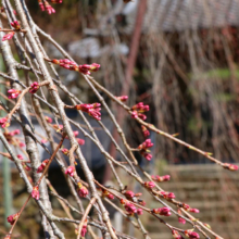 清雲寺しだれ桜の画像