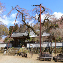 清雲寺しだれ桜の画像