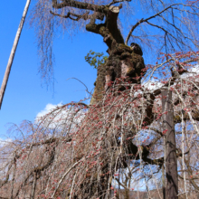 清雲寺しだれ桜の画像