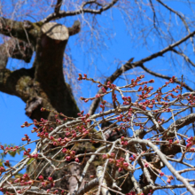 清雲寺しだれ桜の画像