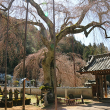 清雲寺しだれ桜の画像