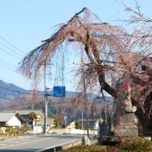 法善寺のしだれ桜の画像