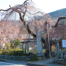 法善寺のしだれ桜の画像