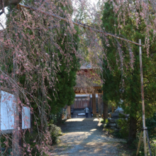 法善寺のしだれ桜の画像