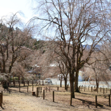 清雲寺しだれ桜の画像