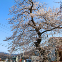 春日神社鳥居前の桜の画像