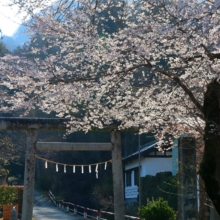 春日神社鳥居前の桜の画像