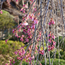 法善寺のしだれ桜の画像