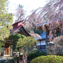 法善寺のしだれ桜の画像